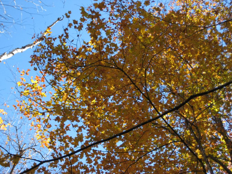 IMG_2606.JPG - The foliage was at peak against the deep blue sky.