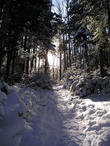 Hale Brook Trail
