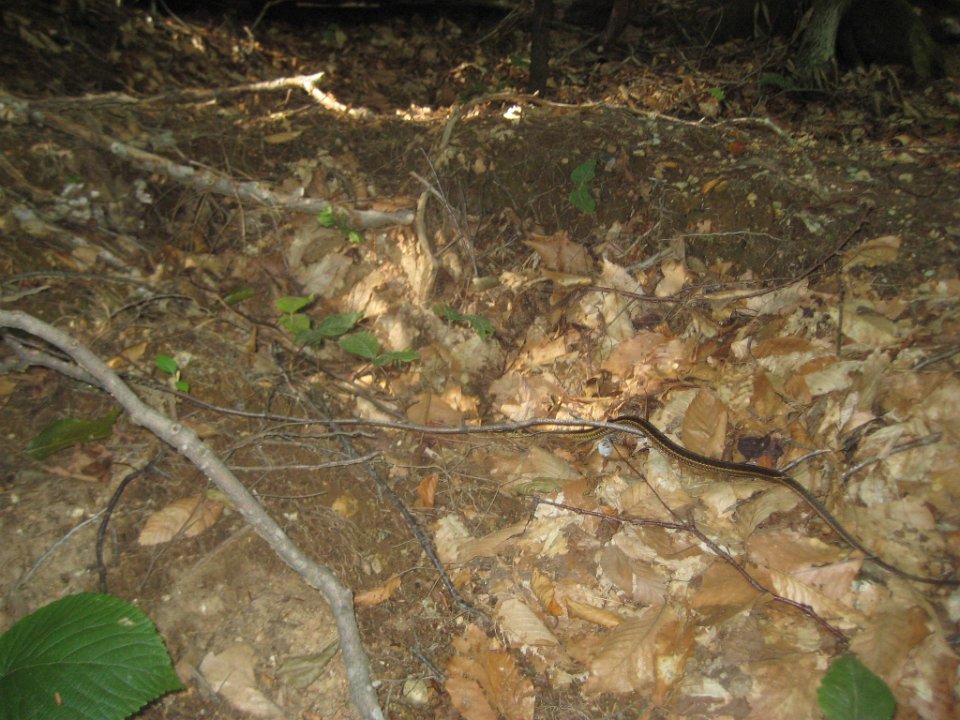 IMG_5284.JPG - Snake!