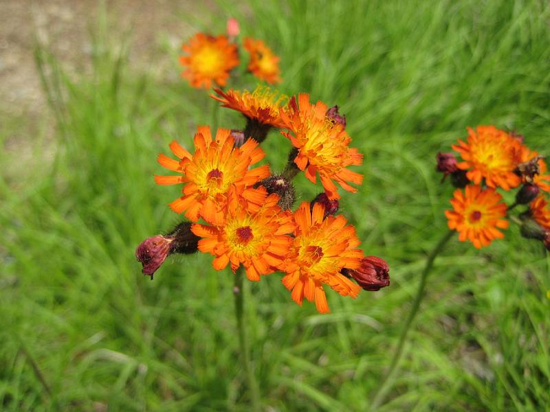 Sugarloafd.jpg - The indian brush was in full bloom.
