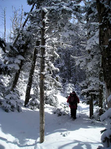 Sun on the Mt. Tom Spur trail