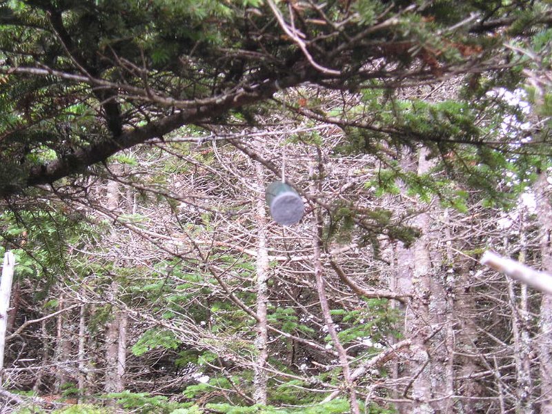 P7170010.JPG - While on the summit of Starr King another hiker showed up who was looking for a geocache. After a brief search we found it hanging from a tree. The only thing in the film container was a piece of paper to sign in order to prove you found the cache.