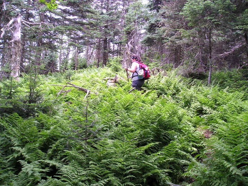 P7170021.JPG - Like the ridge between Starr King and Waumbek, this trail was also covered in ferns.