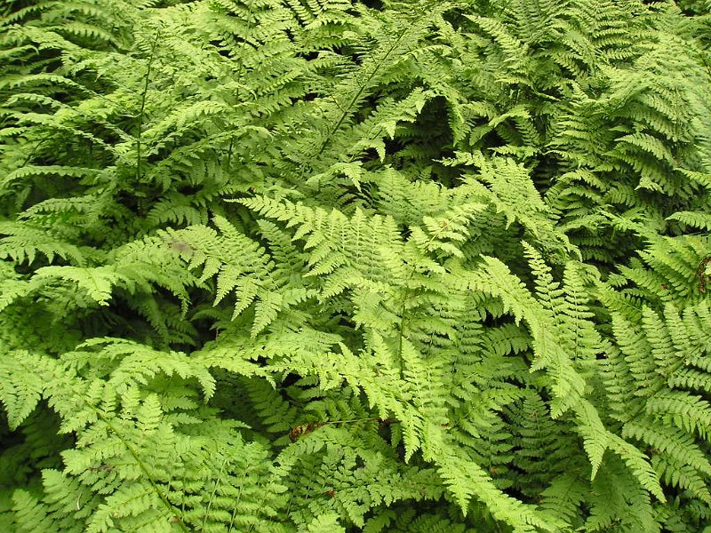 P7170022.JPG - Lots and lots of ferns.
