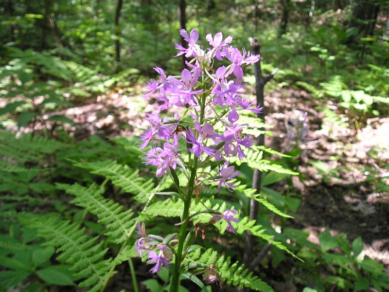 P7170024.JPG - Heading back down the trail Danielle noticed this rare orchid growing in the woods. For a relatively short hike this trail really tired us out. Mainly due to the high level of humidity in the air. Still, it was nice to be out in the woods on a hot July afternoon.