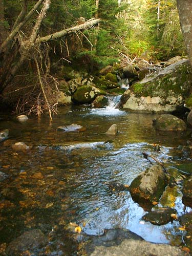 Gorge Brook