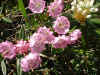 tucks alpine-flowers6.jpg (43899 bytes)