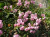 tucks alpine-flowers7.jpg (44804 bytes)