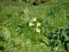tucks alpine-flowers8.jpg (51429 bytes)