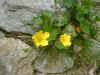 tucks alpine-flowers9.jpg (49613 bytes)