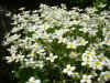 tucks alpine-flowers.jpg (38645 bytes)