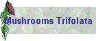 Mushrooms Trifolata