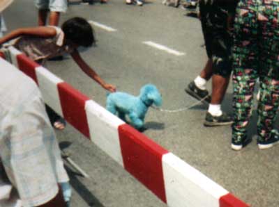 Blue Poodle