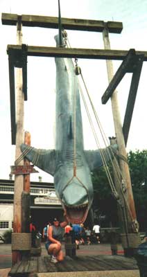 Jaws Shark on a hook